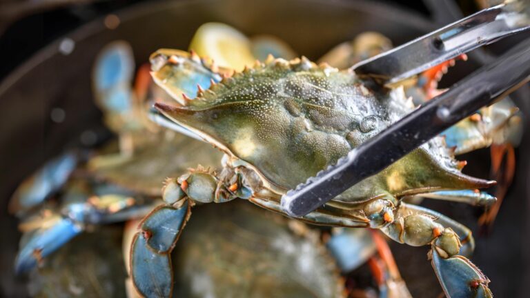 Il granchio blu entra nel menu dei ristoranti di Eataly