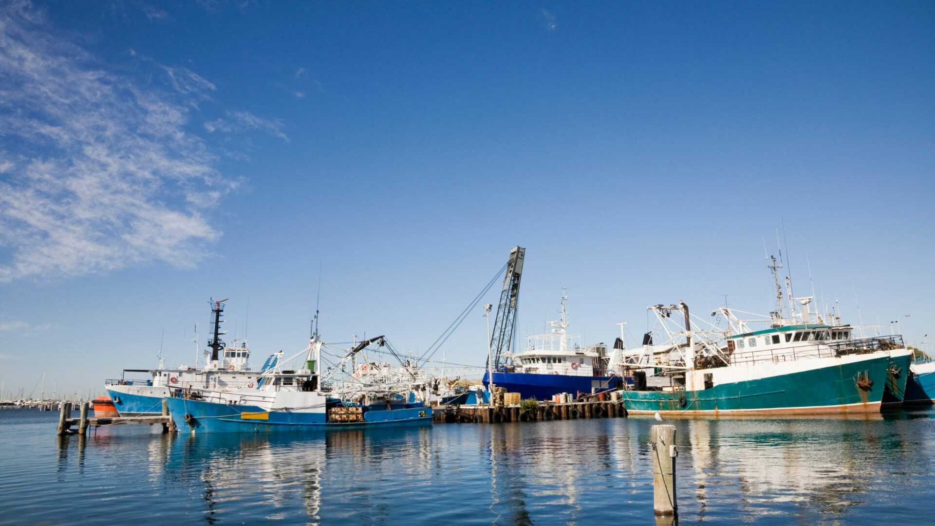 Granchio blu. La protesta dei pescatori di Porto Tolle: «Niente stato di calamità e lui si diffonde alla faccia del freddo»