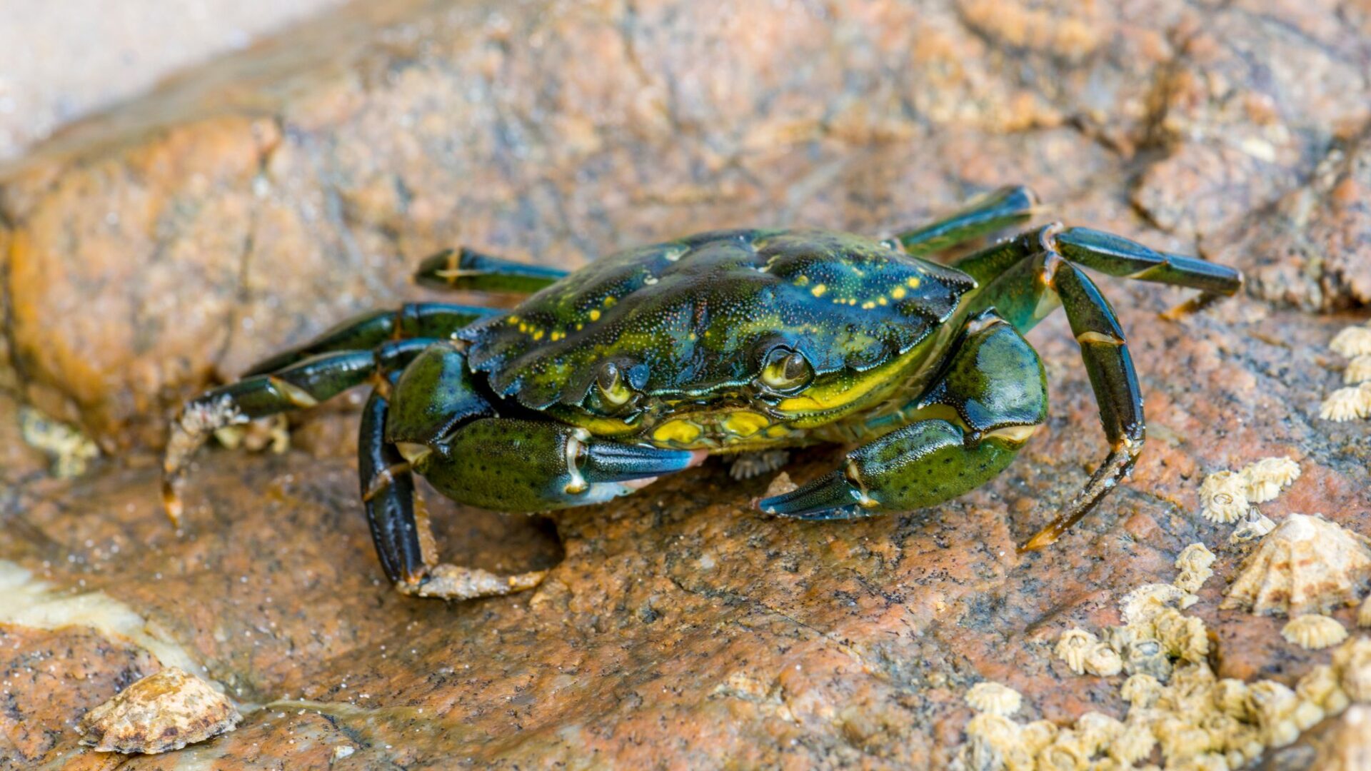 Granchio blu: Zaia, in Veneto mortalità vongole tra l'85 e 99%