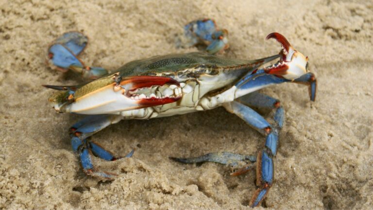 Il Veneto dichiara il granchio blu "calamità naturale"