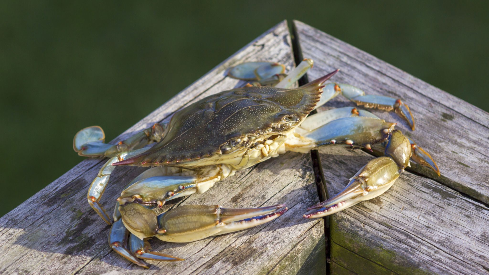 Invasione granchio blu, pescatori in ginocchio. Zaia: «200mila euro per pescarlo e catturarlo