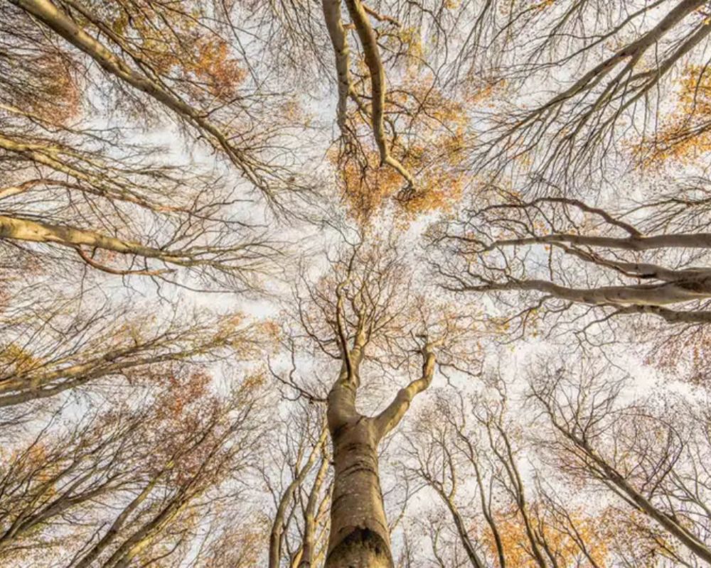 
Una volta di alberi di faggio (Fagus sylvatica) nell'East Lothian, Scozia, Regno Unito. Foto di Graham Niven, vincitore della categoria "Boschi Selvaggi" ai British Wildlife Photography Awards.