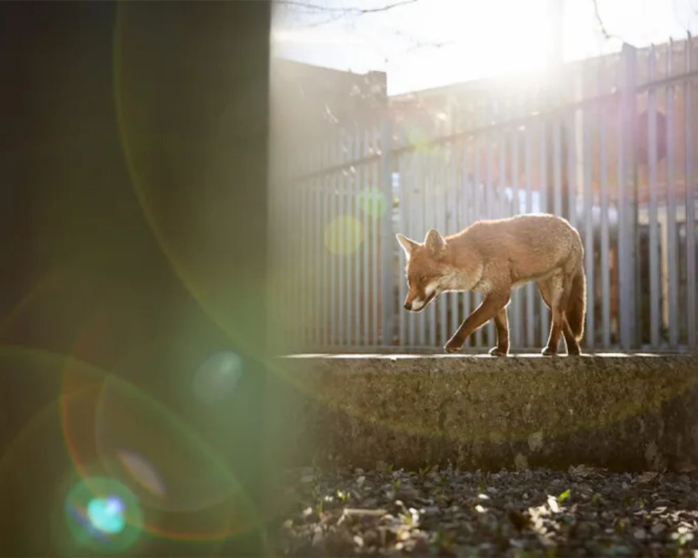 Questa volpe femmina (Vulpes vulpes) aveva trovato rifugio in una sottostazione elettrica dopo essere stata respinta dal suo territorio parentale, a Bristol, Inghilterra, Regno Unito. Foto di Simon Withyman, vincitore della categoria "Fauna Urbana" ai British Wildlife Photography Awards.