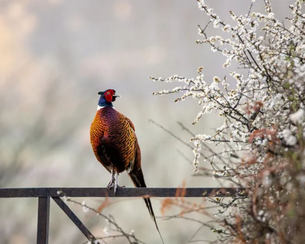 Un fagiano (Phasianus colchicus) si posa su una recinzione in una fredda e nebbiosa mattina nel Mid Wales, Regno Unito. Foto di Jamie Smart, vincitore della categoria "11 anni in giù" ai British Wildlife Photography Awards.