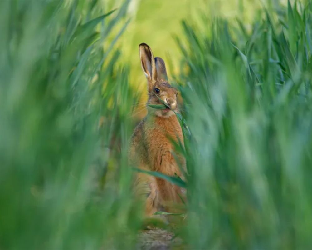 Una lepre comune (Lepus europaeus) rosicchia alcune colture nelle prime ore della sera a Nantwich, Cheshire, Regno Unito. Foto di Steven Allcock, secondo classificato nella categoria "Habitat" ai British Wildlife Photography Awards.