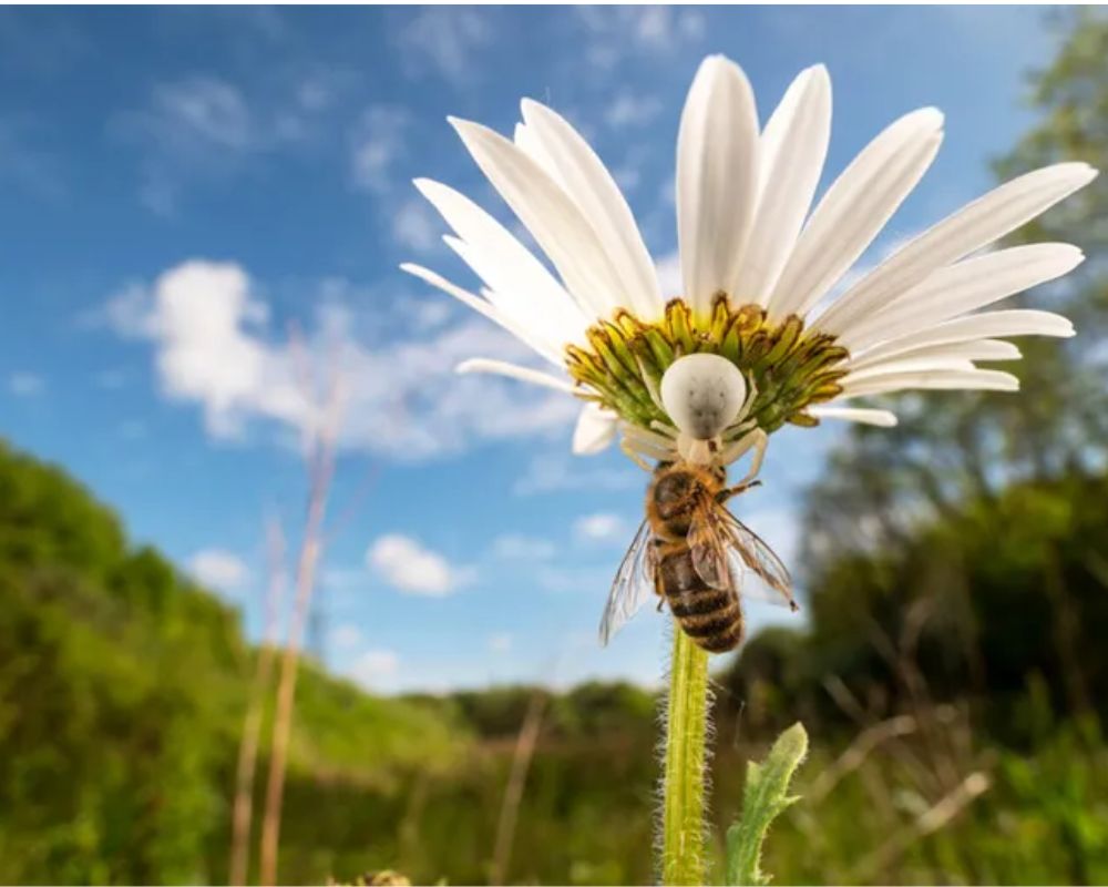 
Una splendida immagine di un ragno fiore (Misumena vatia) e un'ape domestica (Apis mellifera) che condividono lo stesso fiore di margherita comune. La foto è stata scattata in un tratto di terra lungo l'A30 nel Devon, Regno Unito, che è rimasto intatto per lungo tempo, diventando così un rifugio per fiori selvatici e fauna. Opera di Lucien Harris, concorrente ai British Wildlife Photography Awards.