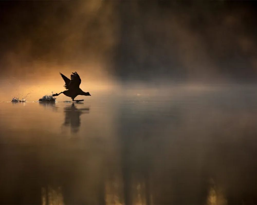 
Una folaga (Fulica atra) corre e vola sopra il Frensham Little Pond, Surrey, Inghilterra, Regno Unito. Foto di Max Wood, vincitore assoluto della categoria "Giovani" ai British Wildlife Photography Awards.