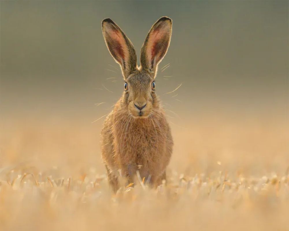 Una lepre comune (Lepus europaeus) fissa dritto verso la fotocamera a Nottinghamshire, Inghilterra, Regno Unito. Foto di Spencer Burrows, secondo classificato nella categoria "Ritratti Animali" ai British Wildlife Photography Awards.