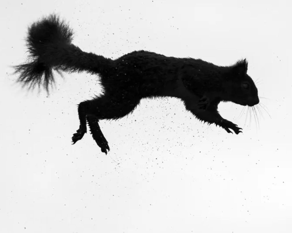 Uno scoiattolo rosso (Sciurus vulgaris) fotografato durante un salto in Cumbria, Inghilterra, Regno Unito. Foto di Rosamund Macfarlane, secondo classificato nella categoria "In Bianco e Nero" ai British Wildlife Photography Awards.