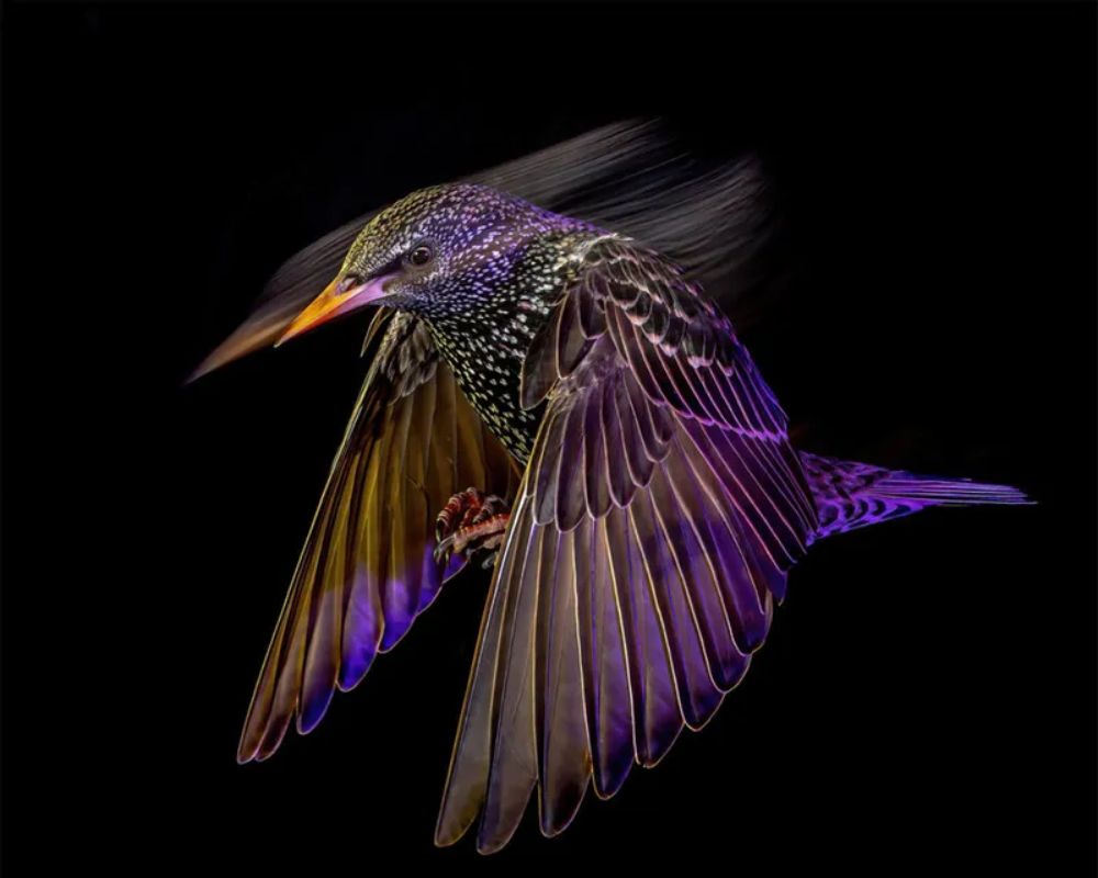 Storno comune (Sturnus vulgaris) nel giardino di Solihull, West Midlands, Inghilterra, Regno Unito. Foto di Mark Williams, vincitore della categoria "Ritratti Animali" ai British Wildlife Photography Awards.