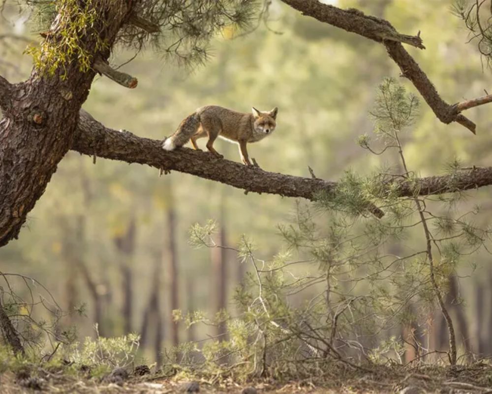 Una volpe rossa (Vulpes vulpes) cammina su un ramo a Sherwood Pines Forest Park, Nottinghamshire, Inghilterra, Regno Unito. Foto di Daniel Valverde Fernandez, vincitore della categoria Habitat ai British Wildlife Photography Awards.