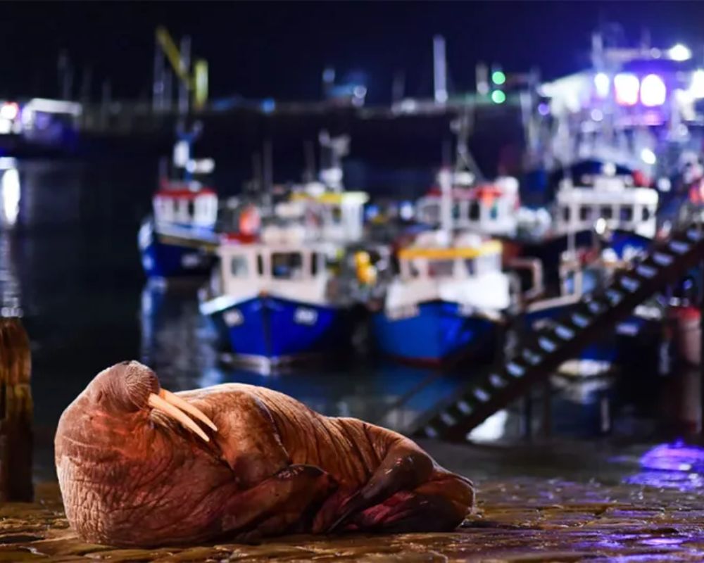 In questa fotografia, un tricheco (Odobenus rosmarus) si riposa sullo scivolo del porto a Scarborough, Inghilterra, Regno Unito, dopo essersi avvicinato alla riva. Foto di Will Palmer, finalista della categoria Fauna Urbana ai British Wildlife Photography Awards.