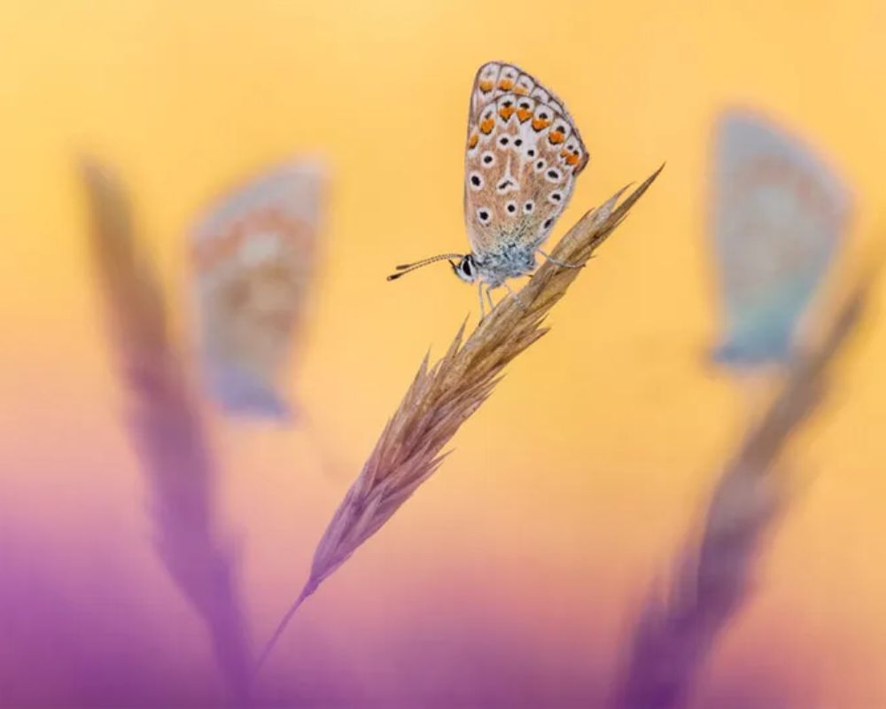 Tre farfalle comuni blu (Polyommatus icarus) fotografate a Vealand Farm, Devon, Inghilterra, Regno Unito. Foto di Ross Hoddinott, vincitore della categoria "Gran Bretagna Nascosta" ai British Wildlife Photography Awards.