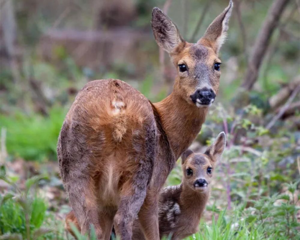 
Una madre e un giovane capriolo (Capreolus capreolus) nel bosco, a Sherfield on Loddon, Inghilterra, Regno Unito. Foto di Felix Walker-Nix, vincitore della categoria 12-14 anni ai British Wildlife Photography Awards.